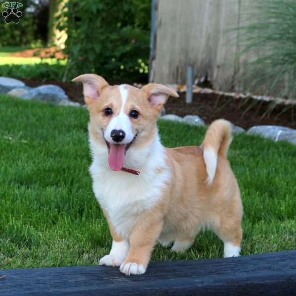 Vanessa, Pembroke Welsh Corgi Puppy