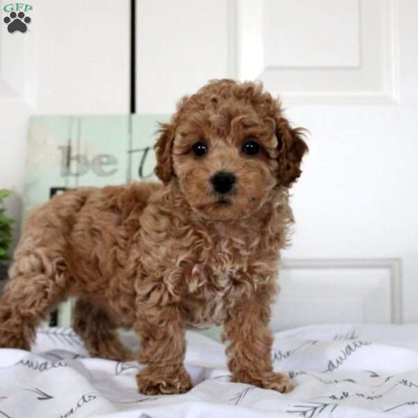 Vanessa, Miniature Poodle Puppy