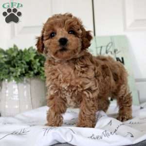 Vanessa, Miniature Poodle Puppy