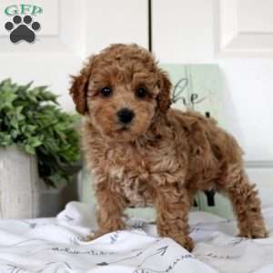 Vanessa, Miniature Poodle Puppy