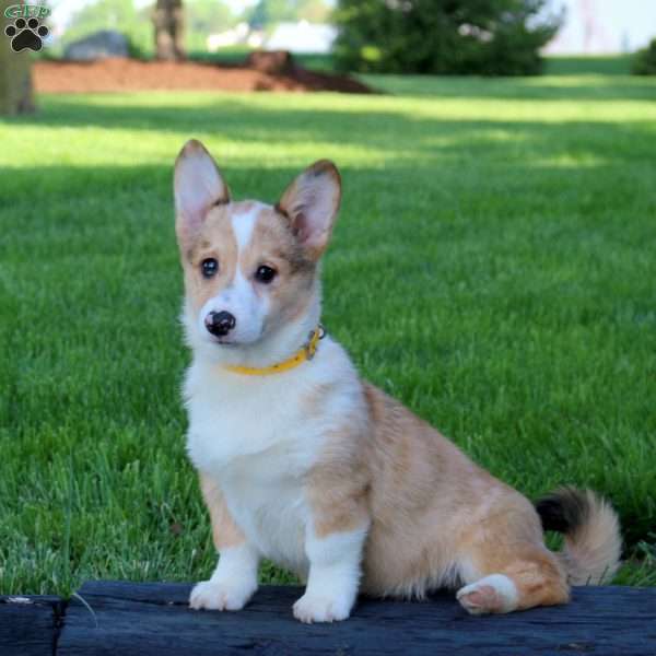 Vicky, Pembroke Welsh Corgi Puppy
