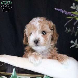 Victoria, Bich-Poo Puppy
