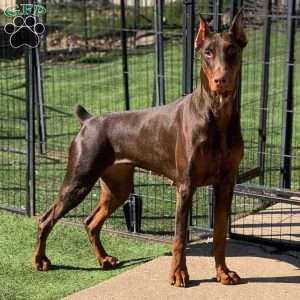 SKIPPER, Doberman Pinscher Puppy