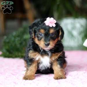 Violet, Yorkie Poo Puppy