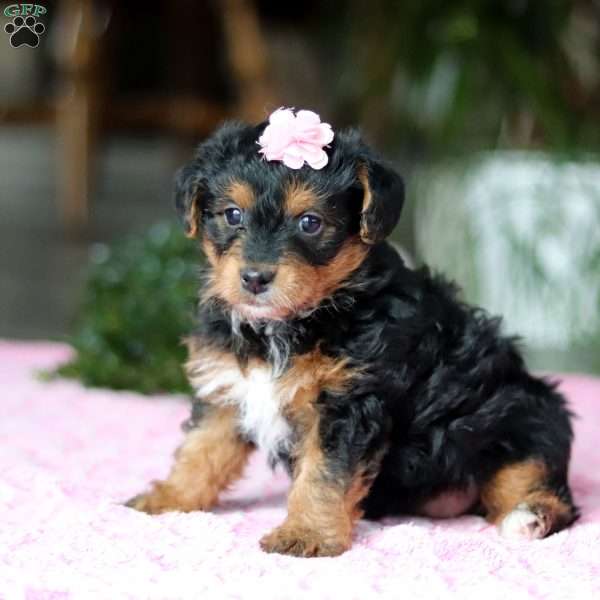 Violet, Yorkie Poo Puppy