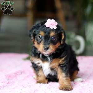 Violet, Yorkie Poo Puppy