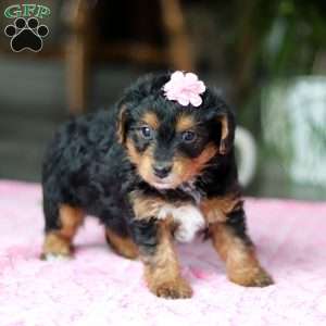 Violet, Yorkie Poo Puppy