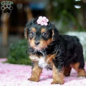 Violet, Yorkie Poo Puppy