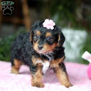 Violet, Yorkie Poo Puppy