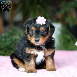 Violet, Yorkie Poo Puppy