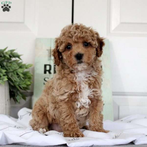 Violet, Miniature Poodle Puppy