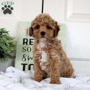 Violet, Miniature Poodle Puppy