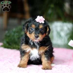 Violet, Yorkie Poo Puppy