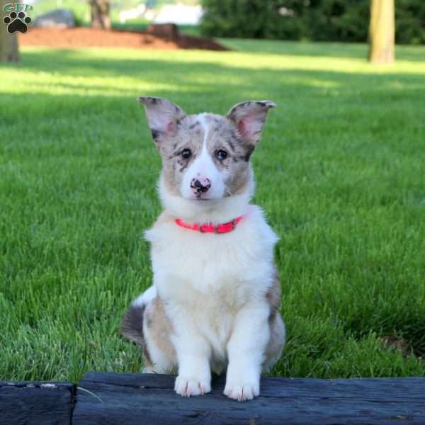 Vivian, Pembroke Welsh Corgi Puppy