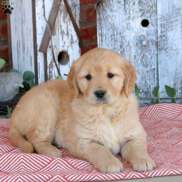 Waffles, Golden Retriever Puppy