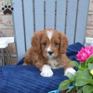 Waffles, Cavapoo Puppy