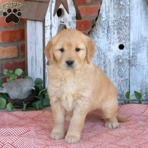 Waffles, Golden Retriever Puppy