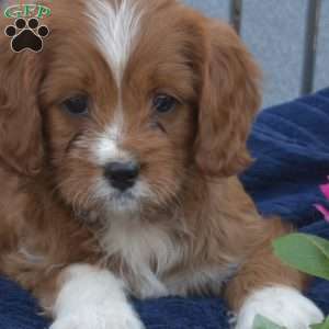 Waffles, Cavapoo Puppy