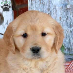 Waffles, Golden Retriever Puppy