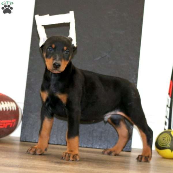 Waldo, Doberman Pinscher Puppy