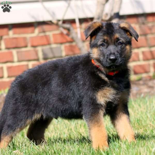 Waldo, German Shepherd Puppy