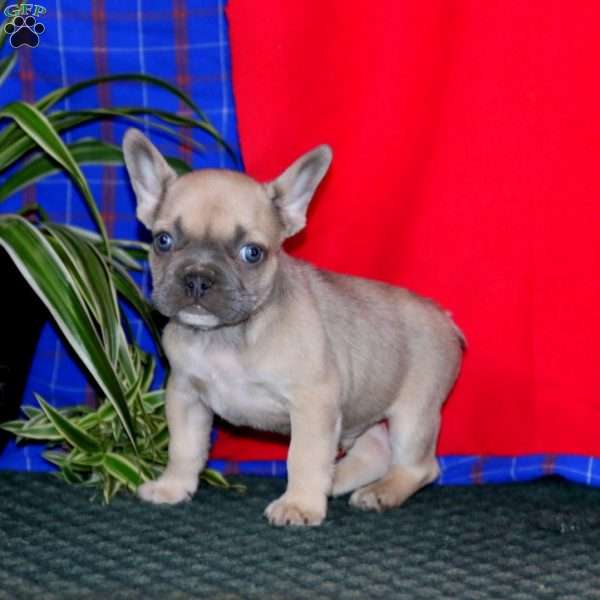 Waldo, French Bulldog Puppy