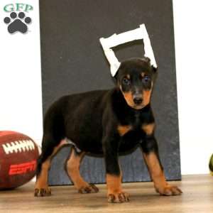 Waldo, Doberman Pinscher Puppy