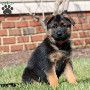 Waldo, German Shepherd Puppy