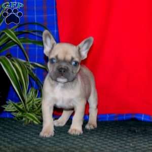 Waldo, French Bulldog Puppy