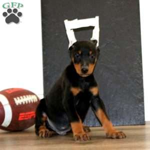 Waldo, Doberman Pinscher Puppy