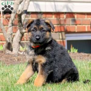 Waldo, German Shepherd Puppy