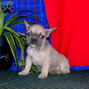 Waldo, French Bulldog Puppy