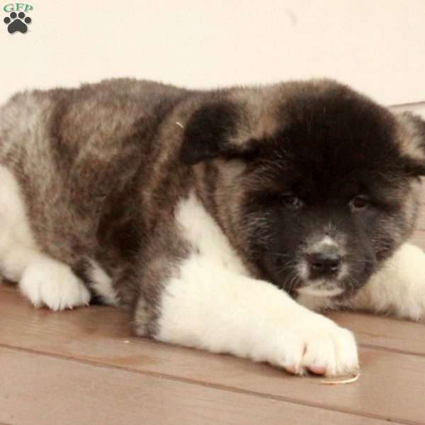 Wanda, Akita Puppy