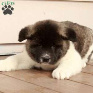 Wanda, Akita Puppy