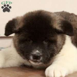 Wanda, Akita Puppy