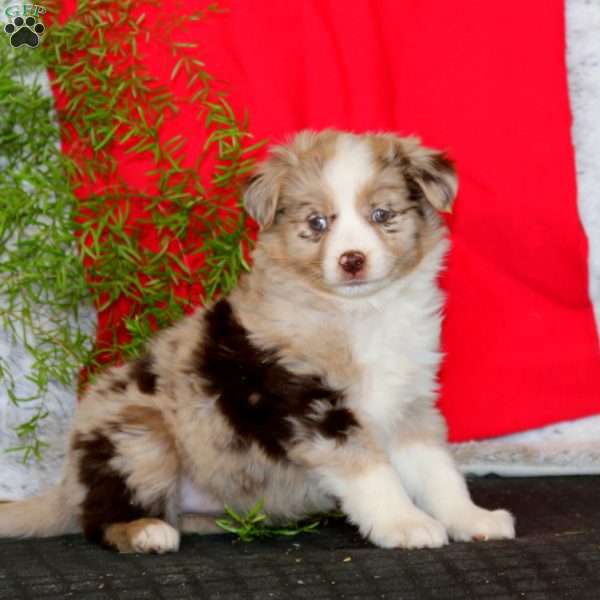 Wanda, Miniature Australian Shepherd Puppy