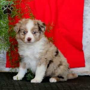 Wanda, Miniature Australian Shepherd Puppy