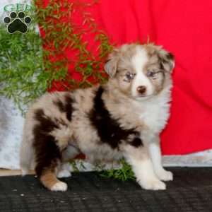 Wanda, Miniature Australian Shepherd Puppy