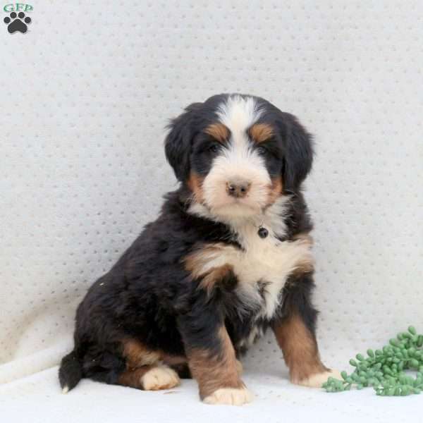 Warrior, Bernedoodle Puppy