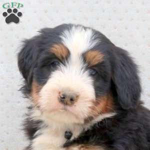 Warrior, Bernedoodle Puppy