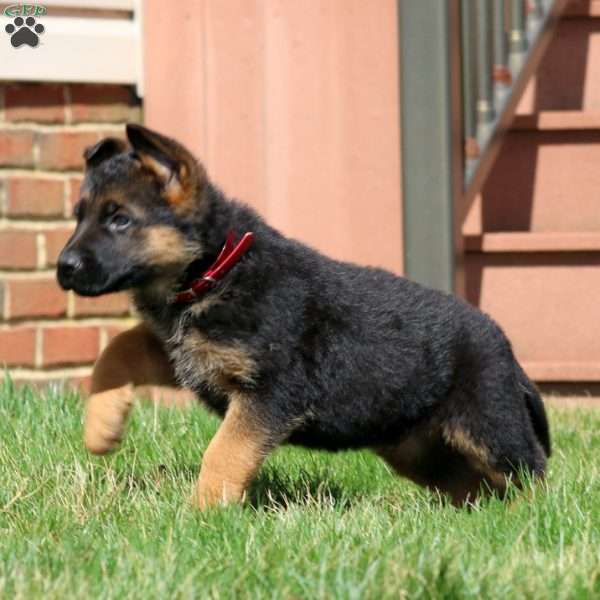 Watson, German Shepherd Puppy