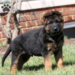 Watson, German Shepherd Puppy