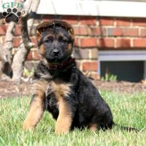 Watson, German Shepherd Puppy