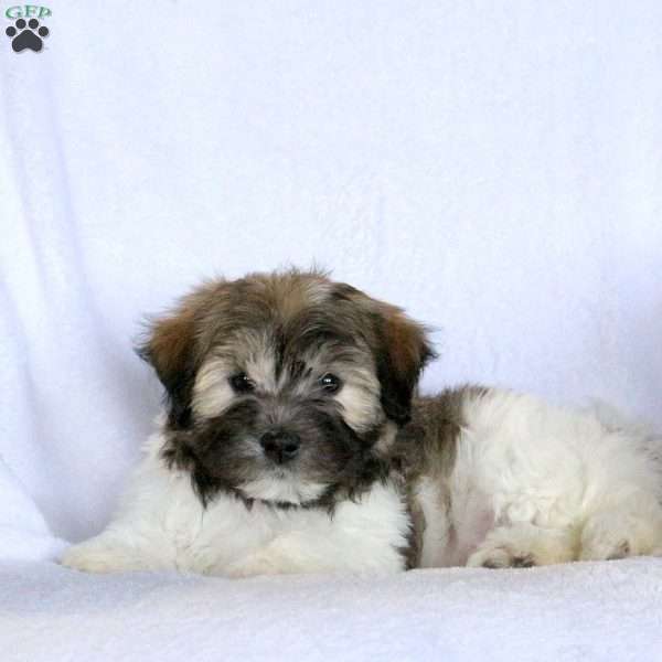 Wayne, Havanese Puppy