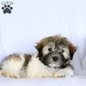 Wayne, Havanese Puppy