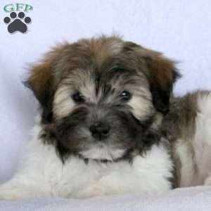 Wayne, Havanese Puppy