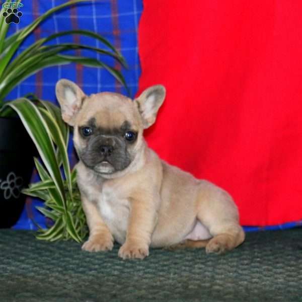 Wendy, French Bulldog Puppy