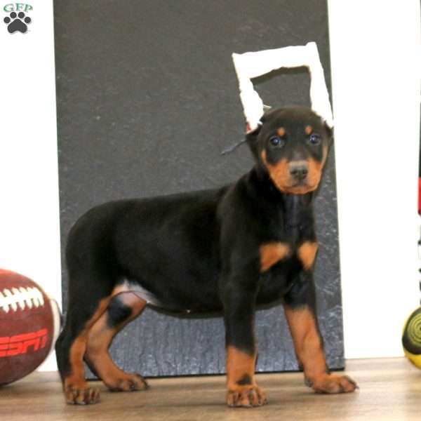 Wendy, Doberman Pinscher Puppy