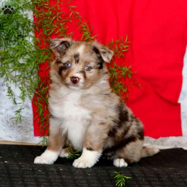 Wendy, Miniature Australian Shepherd Puppy