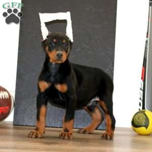 Wendy, Doberman Pinscher Puppy